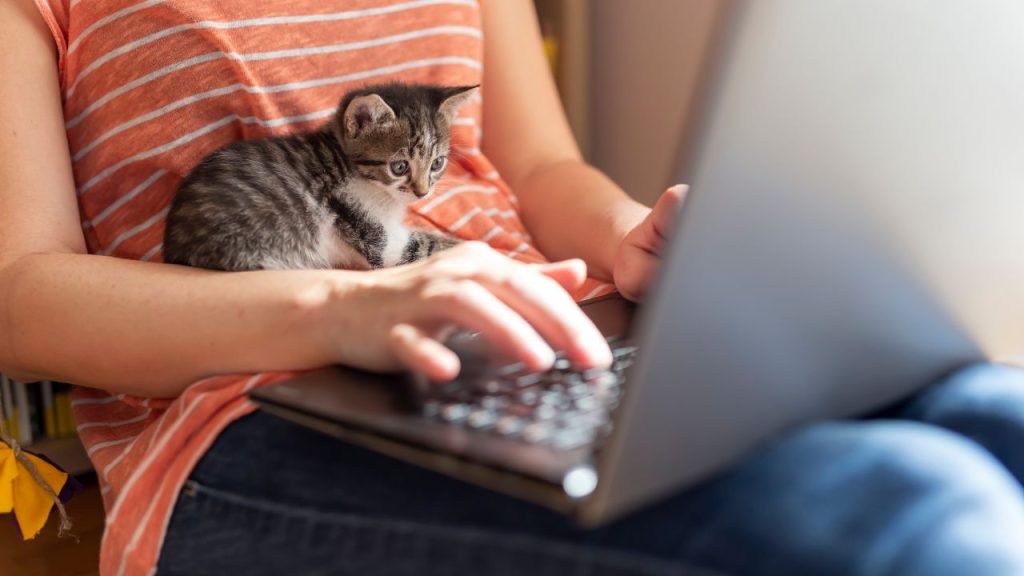 surfanje internetom